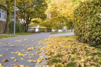 A walkway lined with autumn leaves and trees in quiet surroundings, Nagold, Black Forest, Germany