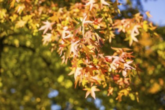 Colourful autumn leaves in the sunlight, Nagold, Black Forest, Germany