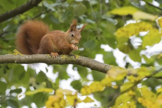 A squirrel (Sciurus vulgaris) nibbles on something on a branch between leaves, Hesse, Germany