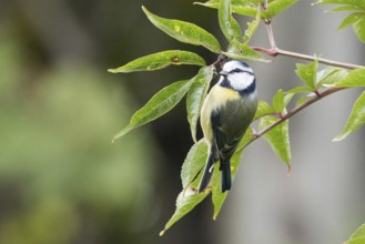 A blue tit (Cyanistes caeruleus) sits on a leafy branch in a peaceful natural environment, Hesse,