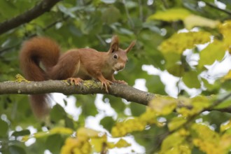 A squirrel (Sciurus vulgaris) sits attentively on a branch among green leaves, Hesse, Germany