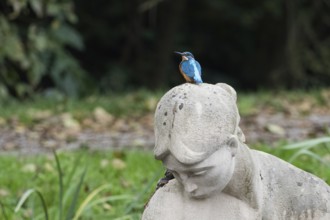 A kingfisher (Alcedo atthis) sits on the head of a stone statue in a park, Hesse, Germany