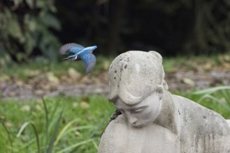 Departure of a kingfisher (Alcedo atthis) from the head of a stone statue in a park, Hesse, Germany