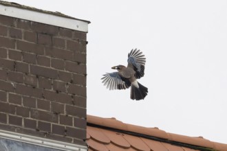 A jay (Garrulus glandarius) with an acorn in its beak flies near a chimney over a tiled roof in an