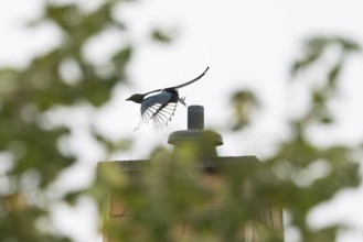 Departure of a magpie (pica pica) from a chimney, blurred landscape with trees in the foreground,
