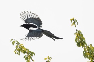 A magpie (Pica pica) flying over a clear sky with green branches, Hesse, Germany