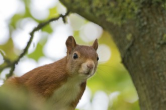 A curious squirrel (Sciurus vulgaris) sits on a tree surrounded by blurred green leaves, Hesse,
