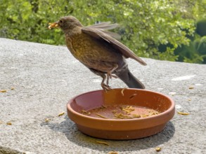 Female specimen animal blackbird (Turdus merula) Black thrush has several mealworms in its beak