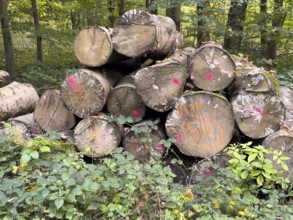 Felled sawn stacked marked tree trunks of deciduous trees are ready for removal on the edge of