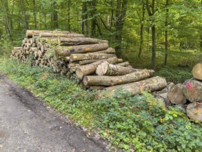 Felled sawn stacked marked tree trunks of deciduous trees are ready for removal on the edge of