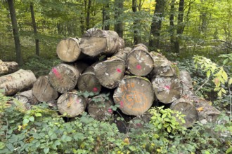 Felled sawn stacked marked tree trunks of deciduous trees are ready for removal on the edge of