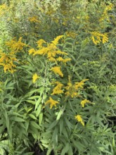 Wild Canadian goldenrod (Solidago canadensis) neophyte, Germany