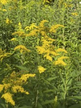 Wild Canadian goldenrod (Solidago canadensis) neophyte, Germany