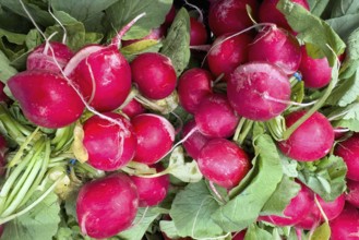 Garden radish (Raphanus sativus) picked radishes vegetarian raw diet vegan healthy diet food,