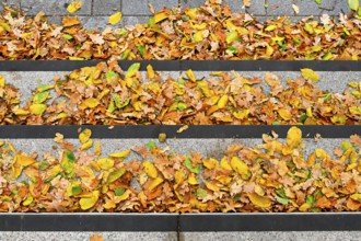 Autumn leaves on a staircase in Bergedorf, Hamburg, Germany