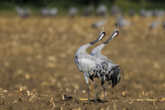 A pair of cranes perform a mating dance in a sunny field, Crane (Grus grus) wildlife, Western