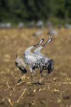 A pair of cranes standing synchronously in a dry field, crane (Grus grus) wildlife, Western