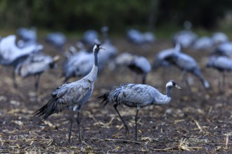 Group of cranes in a dark field, quiet atmosphere, crane (Grus grus) wildlife, Western Pomerania