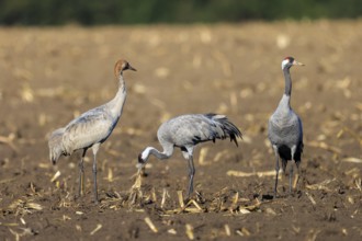 Three cranes stand on an earthy field under sunshine, Crane (Grus grus) wildlife, Western Pomerania