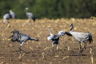 Three cranes interact playfully on a leveled field, crane (Grus grus) wildlife, Western Pomerania