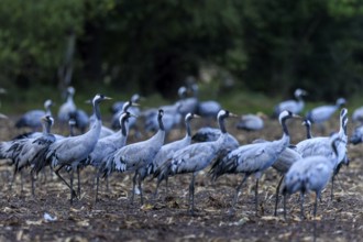 Several cranes gather in an autumnal field in front of a forest, Crane (Grus grus) wildlife,