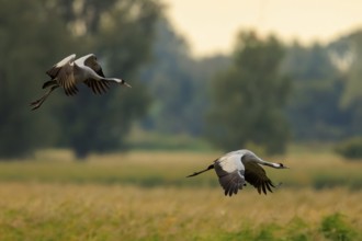 Two cranes fly over a meadow in the evening light, behind trees, crane (Grus grus) wildlife,