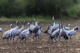 Group of cranes in a field interacting with each other, crane (Grus grus) wildlife, Western