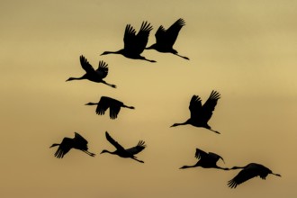 Flying cranes in silhouette against an orange sky, crane (Grus grus) wildlife, Western Pomerania