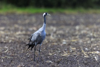 Single crane on a wide, open brown field, crane (Grus grus) wildlife, Western Pomerania Lagoon Area