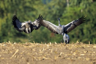 Cranes with spread wings in a field, green background, crane (Grus grus) wildlife, Western