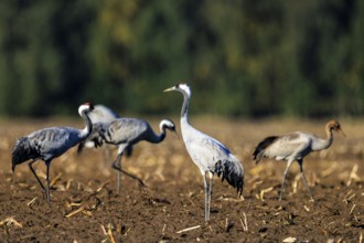 Cranes standing in the sun on a brown field with green background, Crane (Grus grus) wildlife,