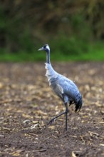 Single crane on a brown field, green background, crane (Grus grus) wildlife, Western Pomerania