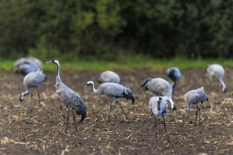 Group of cranes on a brown field against a green background, crane (Grus grus) wildlife, Western