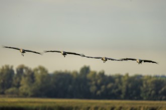 Cranes fly in formation over a treetop at dusk, crane (Grus grus) wildlife, Western Pomerania