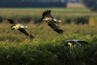 Three cranes fly elegantly over a green landscape, crane (Grus grus) wildlife, Western Pomerania