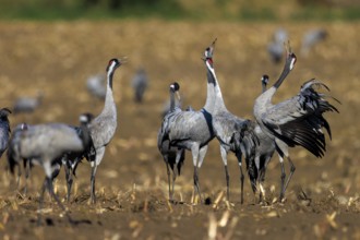 Several cranes stand and communicate in a field, crane (Grus grus) wildlife, Western Pomerania