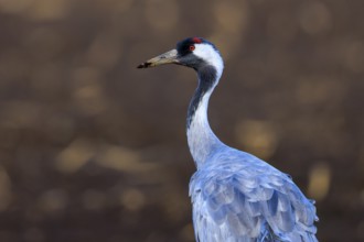 Close-up of a crane with a distinctive red head against a brown background, crane (Grus grus)