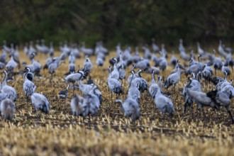 A swarm of cranes gathers in a field, Crane (Grus grus) wildlife, Western Pomerania Lagoon Area