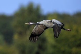 A crane flies sideways against a wooded background, crane (Grus grus) wildlife, Western Pomerania
