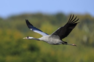 A flying crane against a blurred green background, crane (Grus grus) wildlife, Western Pomerania