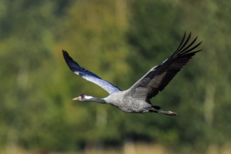 A crane flies with spread wings against a tree-rich background, crane (Grus grus) wildlife, Western