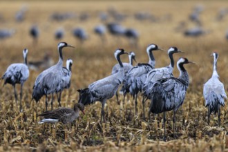 Group of cranes and a goose in a harvested field, crane (Grus grus) wildlife, Western Pomerania