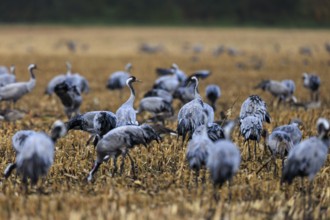 Dense group of cranes on a stubble field, standing close together, crane (Grus grus) wildlife,