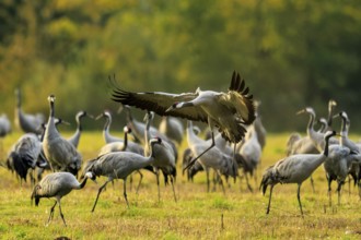 A crane takes off majestically within a group under autumn trees, Crane (Grus grus) wildlife,