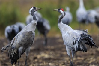 Two cranes stand in a meadow surrounded by other blurred cranes in the background, crane (Grus
