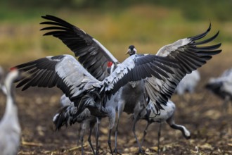 A crane majestically spreads its wings within a group, Crane (Grus grus) wildlife, Western