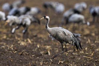 A single crane walks across autumnal brown soil, crane (Grus grus) wildlife, Western Pomerania