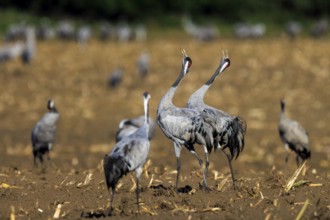 Several cranes interacting in an open field, Crane (Grus grus) wildlife, Western Pomerania Lagoon