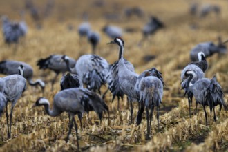 Several cranes stand in a harvested field, some interacting with each other, crane (Grus grus)