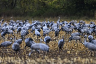 Closely packed group of cranes in a field, surrounded by trees in the background, crane (Grus grus)